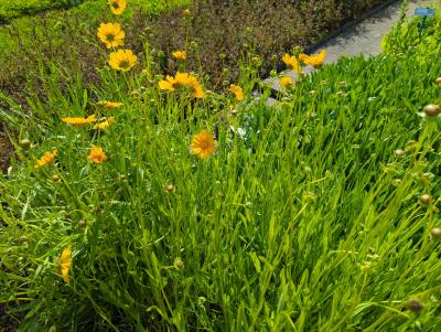 Bild von /bilder/bluehapp/thumb/corgsc_Coreopsis_grandiflora___Schnittgold___P-2141020001_T-k_Y-22_K-24_68396_aktiv_.jpg