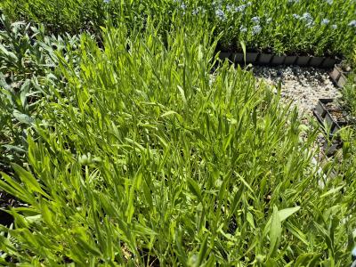 Bild von /bilder/bluehapp/thumb/corgsc_Coreopsis_grandiflora___Schnittgold___P-2141020001_T-k_Y-26_K-22_11801.jpg