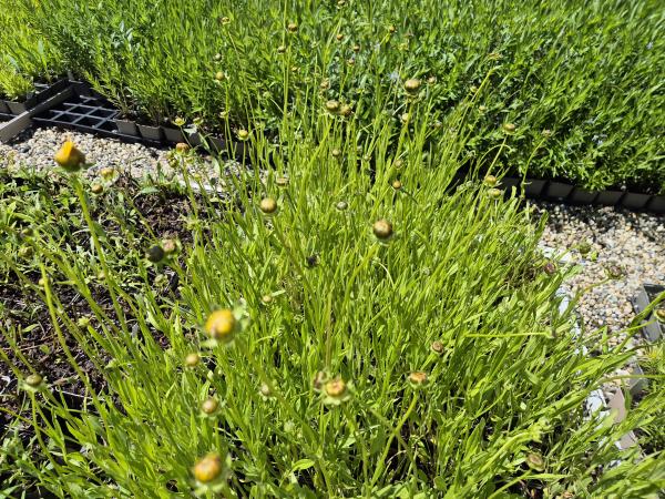 Bild von /bilder/bluehapp/thumb/corgsc_Coreopsis_grandiflora___Schnittgold___P-2141020001_T-k_Y-26_K-24_91293.jpg
