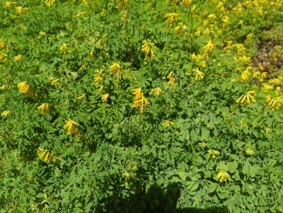 Bild von /bilder/bluehapp/thumb/corl_Corydalis_lutea_P-2222000001_T-b_Y-22_K-27_52528_aktiv_.jpg