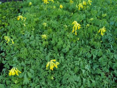 Bild von /bilder/bluehapp/thumb/corl_Corydalis_lutea_P-2222000001_T-k_Y-23_K-30_69056_aktiv_.jpg