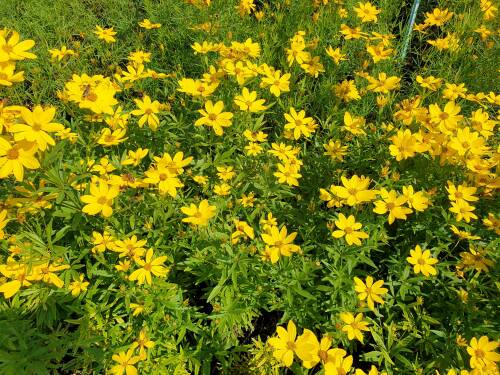 Bild von /bilder/bluehapp/thumb/corpjo_Coreopsis_palmata___Johannes___P-2149040001_T-b_Y-21_K-29_55559_aktiv_.jpg