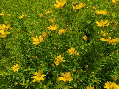 Bild von /bilder/bluehapp/thumb/corpjo_Coreopsis_palmata___Johannes___P-2149040001_T-b_Y-22_K-25_87453_aktiv_.jpg