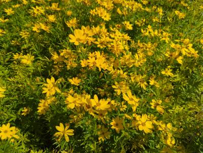 Bild von /bilder/bluehapp/thumb/corpjo_Coreopsis_palmata___Johannes___P-2149040001_T-b_Y-23_K-27_93368_aktiv_.jpg