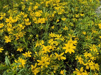 Bild von /bilder/bluehapp/thumb/corpjo_Coreopsis_palmata___Johannes___P-2149040001_T-b_Y-25_K-36_61165.jpg