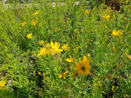 Bild von /bilder/bluehapp/thumb/corpjo_Coreopsis_palmata___Johannes___P-2149040001_T-k_Y-21_K-27_33920_aktiv_.jpg