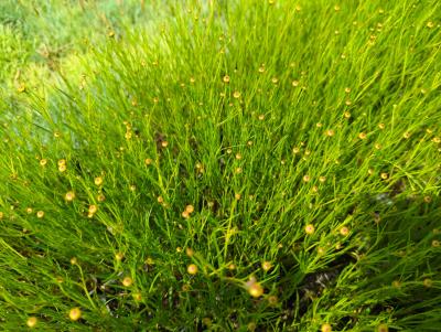 Bild von /bilder/bluehapp/thumb/corrad_Coreopsis_rosea___American_Dream___P-2141710001_T-k_Y-22_K-25_25750_aktiv_.jpg