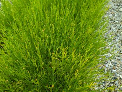 Bild von /bilder/bluehapp/thumb/corrad_Coreopsis_rosea___American_Dream___P-2141710001_T-k_Y-23_K-26_51132_aktiv_.jpg