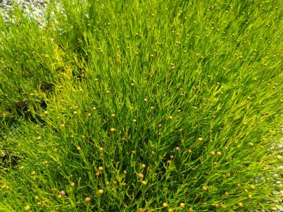 Bild von /bilder/bluehapp/thumb/corrad_Coreopsis_rosea___American_Dream___P-2141710001_T-k_Y-23_K-27_12871_aktiv_.jpg