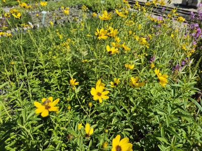 Bild von /bilder/bluehapp/thumb/cort_Coreopsis_tripteris_P-2142000001_T-b_Y-25_K-38_23311.jpg