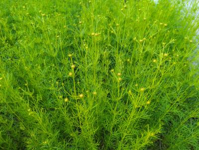 Bild von corvgr_Coreopsis_verticillata___Grandiflora_P-2142510001_T-k_Y-22_K-23_15313_aktiv_.jpg