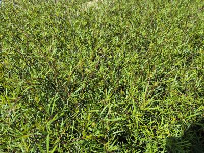 Bild von /bilder/bluehapp/thumb/corvmo_Coreopsis_verticillata___Moonbeam___P-2143010001_T-k_Y-25_K-24_18414.jpg
