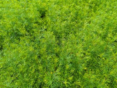 Bild von /bilder/bluehapp/thumb/corvza_Coreopsis_verticillata___Zagreb___P-2143015001_T-k_Y-24_K-23_36335_aktiv_.jpg