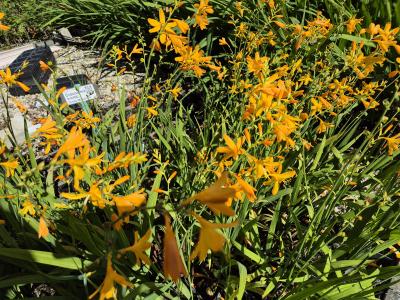 Bild von /bilder/bluehapp/thumb/crocgd_Crocosmia_x_croc____George_Davidson___P-2301039001_T-b_Y-25_K-36_29513.jpg