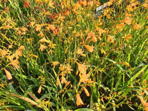 Bild von /bilder/bluehapp/thumb/crocnc_Crocosmia_x_croc____Norwich_Canary___P-2301070001_T-b_Y-21_K-36_45459_aktiv_.jpg