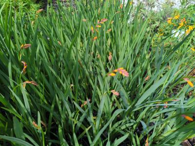 Bild von /bilder/bluehapp/thumb/crocnc_Crocosmia_x_croc____Norwich_Canary___P-2301070001_T-k_Y-23_K-31_93334_aktiv_.jpg
