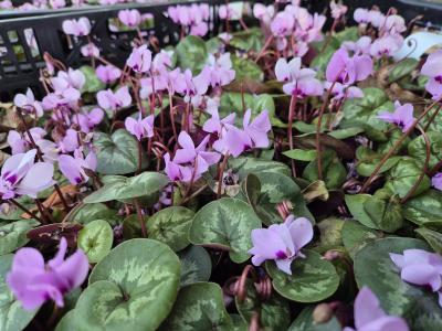 Bild von /bilder/bluehapp/thumb/cycc_Cyclamen_coum___P-2321000001_T-b_Y-25_K-12_35391.jpg