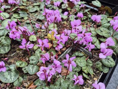 Bild von /bilder/bluehapp/thumb/cycc_Cyclamen_coum___P-2321000001_T-b_Y-25_K-9_42645.jpg