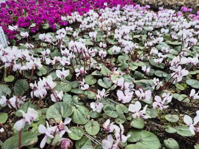 Bild von /bilder/bluehapp/thumb/cycc_Cyclamen_coum___P-2321000001_T-b_Y-26_K-10_78452.jpg