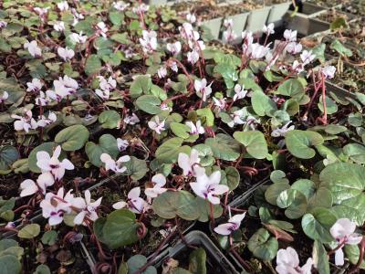 Bild von /bilder/bluehapp/thumb/cyccal_Cyclamen_coum___Album_____P-2321010001_T-b_Y-25_K-12_14209.jpg