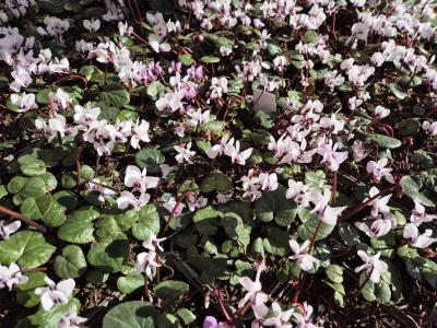 Bild von /bilder/bluehapp/thumb/cychpe_Cyclamen_heder____Perlenteppich_____P-2321550001_T-b_Y-25_K-10_40439.jpg