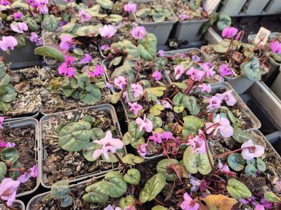 Bild von /bilder/bluehapp/thumb/cychro_Cyclamen_heder____Rosenteppich_____P-2321570001_T-b_Y-25_K-10_51150.jpg