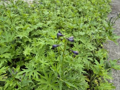 Bild von Delphinium belladonna Bellamosum