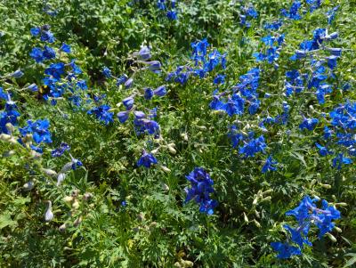 Bild von /bilder/bluehapp/thumb/delbv_Delphinium_x_bell____Völkerfrieden___P-2421050001_T-b_Y-22_K-32_70527_aktiv_.jpg