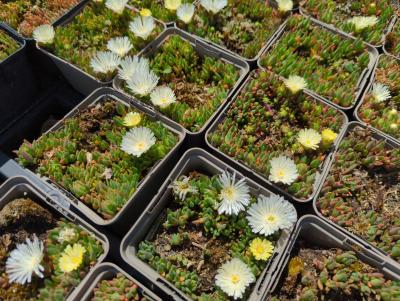 Bild von /bilder/bluehapp/thumb/delcwn_Delosperma_congestum___White_Nugget___P-2403090001_T-k_Y-24_K-20_56580_aktiv_.jpg
