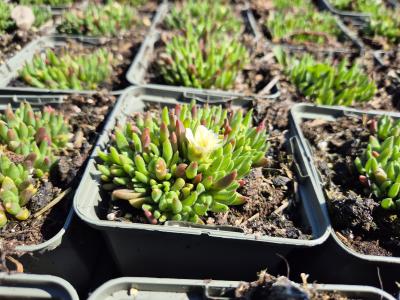 Bild von /bilder/bluehapp/thumb/delcwn_Delosperma_congestum___White_Nugget___P-2403090001_T-k_Y-25_K-18_41749.jpg