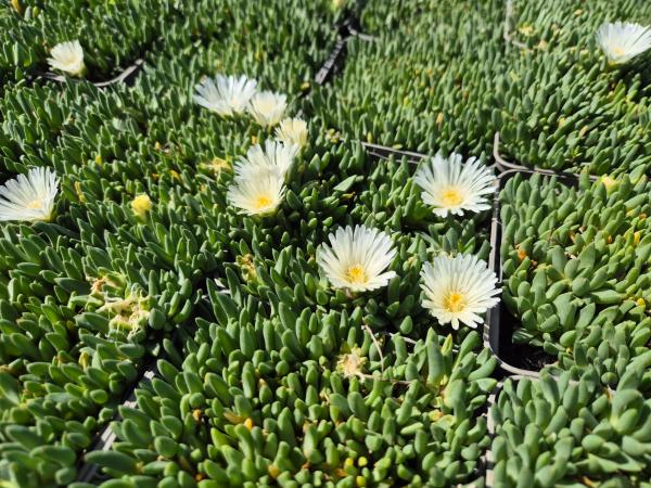 Bild von /bilder/bluehapp/thumb/delcwn_Delosperma_congestum___White_Nugget___P-2403090001_T-k_Y-26_K-36_20429.jpg
