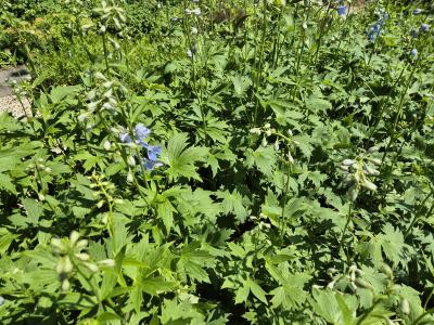 Bild von /bilder/bluehapp/thumb/deleau_Delphinium_x_elatum___Augenweide___P-2421519001_T-b_Y-25_K-24_18459.jpg