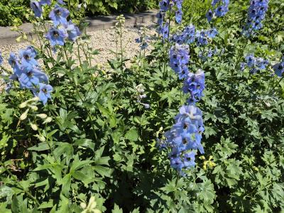 Bild von /bilder/bluehapp/thumb/delefr_Delphinium_x_elatum___Frühschein___P-2421536001_T-b_Y-25_K-24_77680.jpg