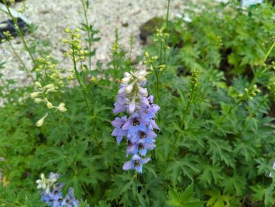 Bild von /bilder/bluehapp/thumb/delefr_Delphinium_x_elatum___Frühschein___P-2421536001_T-k_Y-22_K-21_92637_aktiv_.jpg