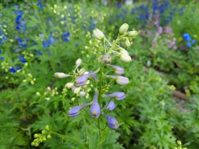 Bild von /bilder/bluehapp/thumb/deleou_Delphinium_x_elatum___Ouvertüre___P-2421552001_T-k_Y-22_K-23_12948_aktiv_.jpg