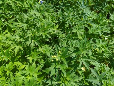 Bild von /bilder/bluehapp/thumb/deleou_Delphinium_x_elatum___Ouvertüre___P-2421552001_T-k_Y-22_K-30_47111_aktiv_.jpg