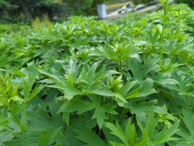 Bild von /bilder/bluehapp/thumb/deleou_Delphinium_x_elatum___Ouvertüre___P-2421552001_T-k_Y-24_K-19_74902_aktiv_.jpg