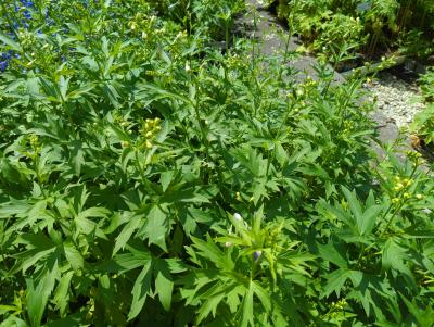 Bild von /bilder/bluehapp/thumb/deleou_Delphinium_x_elatum___Ouvertüre___P-2421552001_T-k_Y-24_K-21_77386_aktiv_.jpg