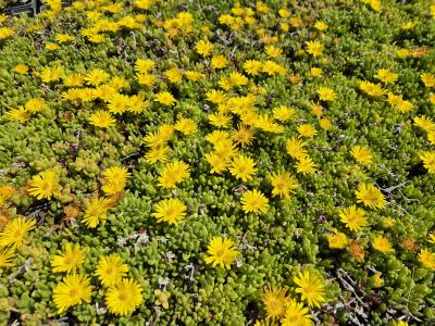 Bild von /bilder/bluehapp/thumb/deln_Delosperma_nubigenum_P-2402000001_T-b_Y-25_K-21_79874.jpg
