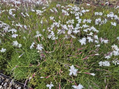 Bild von /bilder/bluehapp/thumb/diaa_Dianthus_arenarius_P-2441000001_T-b_Y-25_K-22_84442.jpg