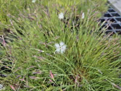 Bild von /bilder/bluehapp/thumb/diaa_Dianthus_arenarius_P-2441000001_T-k_Y-25_K-21_85929.jpg