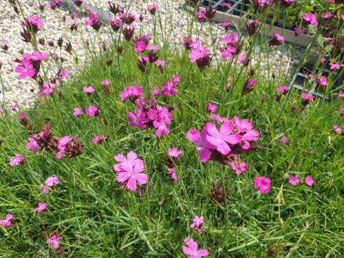 Bild von /bilder/bluehapp/thumb/diac_Dianthus_carthusianorum_P-2442500001_T-b_Y-21_K-27_18313_aktiv_.jpg