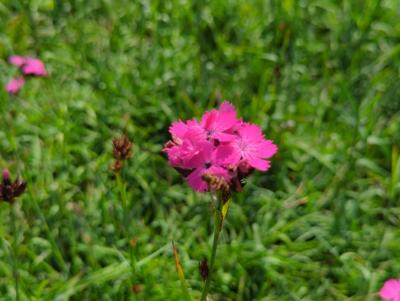 Bild von /bilder/bluehapp/thumb/diac_Dianthus_carthusianorum_P-2442500004_T-b_Y-22_K-25_12883_aktiv_.jpg