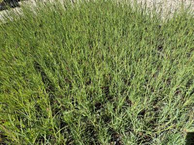 Bild von /bilder/bluehapp/thumb/diac_Dianthus_carthusianorum_UGNB_P-2442500001_T-k_Y-25_K-19_96429.jpg