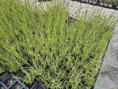 Bild von /bilder/bluehapp/thumb/diac_Dianthus_carthusianorum_UGNB_P-2442500001_T-k_Y-25_K-20_46816.jpg