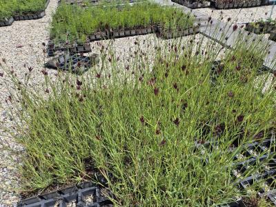 Bild von /bilder/bluehapp/thumb/diac_Dianthus_carthusianorum_UGNB_P-2442500001_T-k_Y-25_K-22_95091.jpg