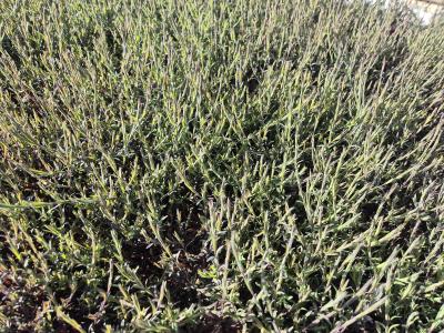 Bild von /bilder/bluehapp/thumb/diadbr_Dianthus_deltoides___Brillant___P-2443515001_T-k_Y-26_K-18_23451.jpg