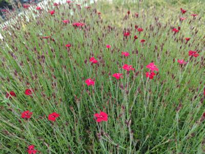 Bild von /bilder/bluehapp/thumb/diadle_Dianthus_deltoides___Leuchtfunk___P-2443525001_T-k_Y-22_K-21_41593_aktiv_.jpg