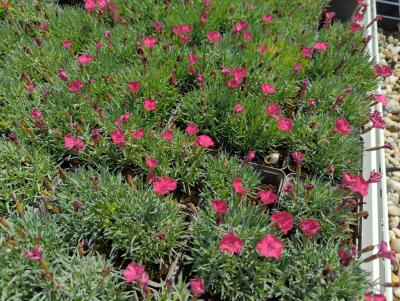 Bild von /bilder/bluehapp/thumb/diagba_Dianthus_gratian____Badenia___P-2442010001_T-b_Y-23_K-24_55506_aktiv_.jpg