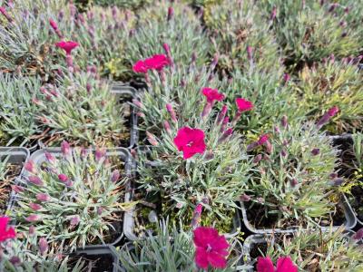 Bild von /bilder/bluehapp/thumb/diagba_Dianthus_gratian____Badenia___P-2442010001_T-b_Y-25_K-21_98575.jpg